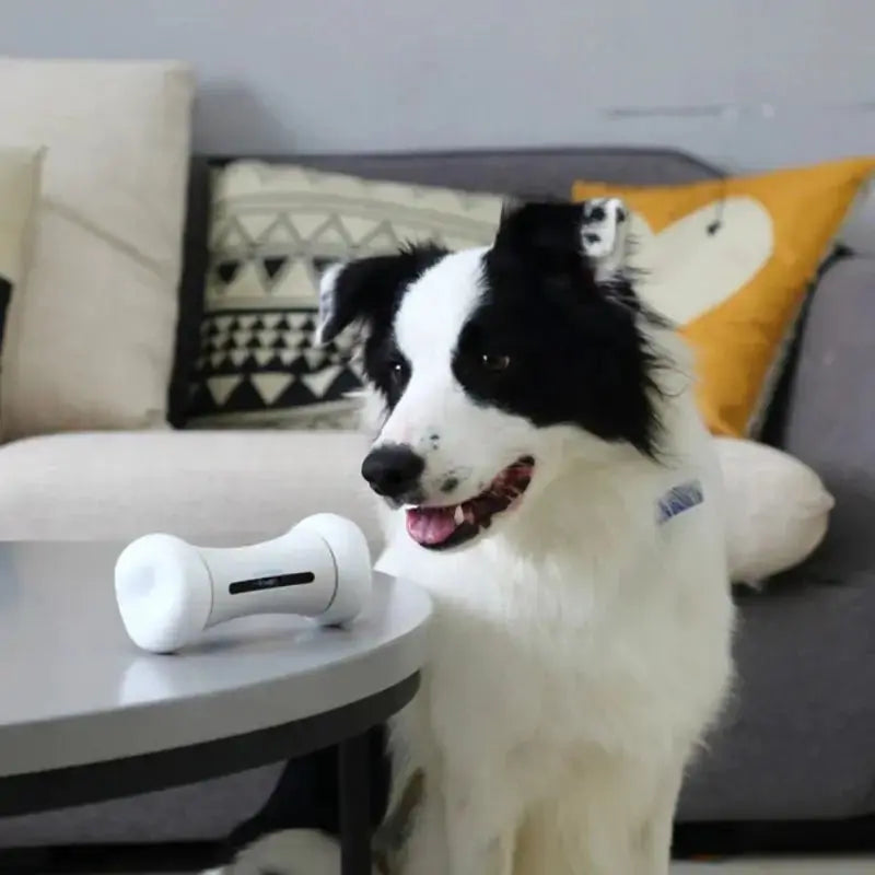 Pet Induction Interactive Toy GLR SHOPPING