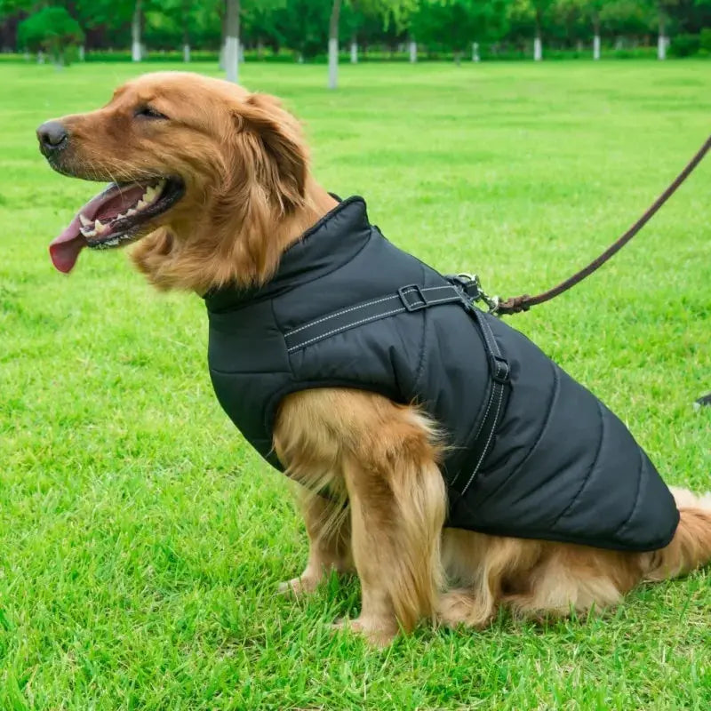 Pet Dog jacket With Harness GLR SHOPPING