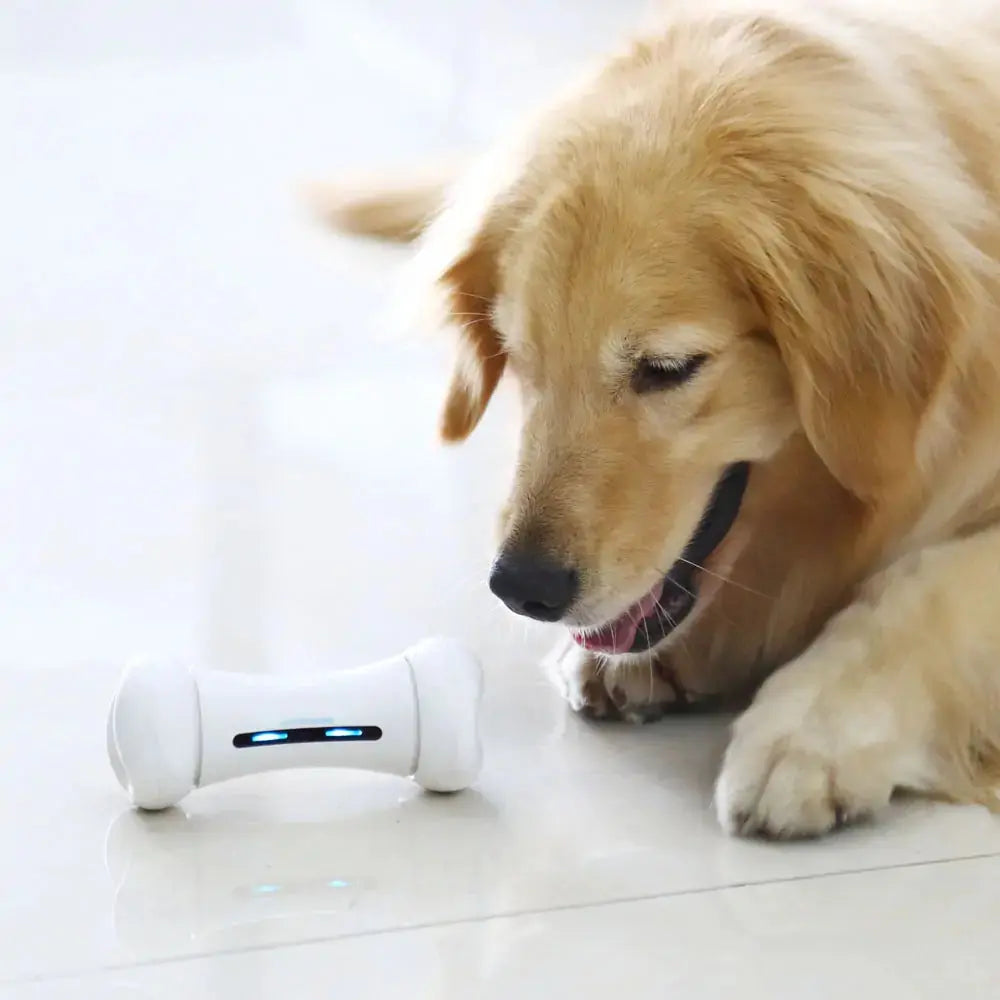 Pet Induction Interactive Toy GLR SHOPPING
