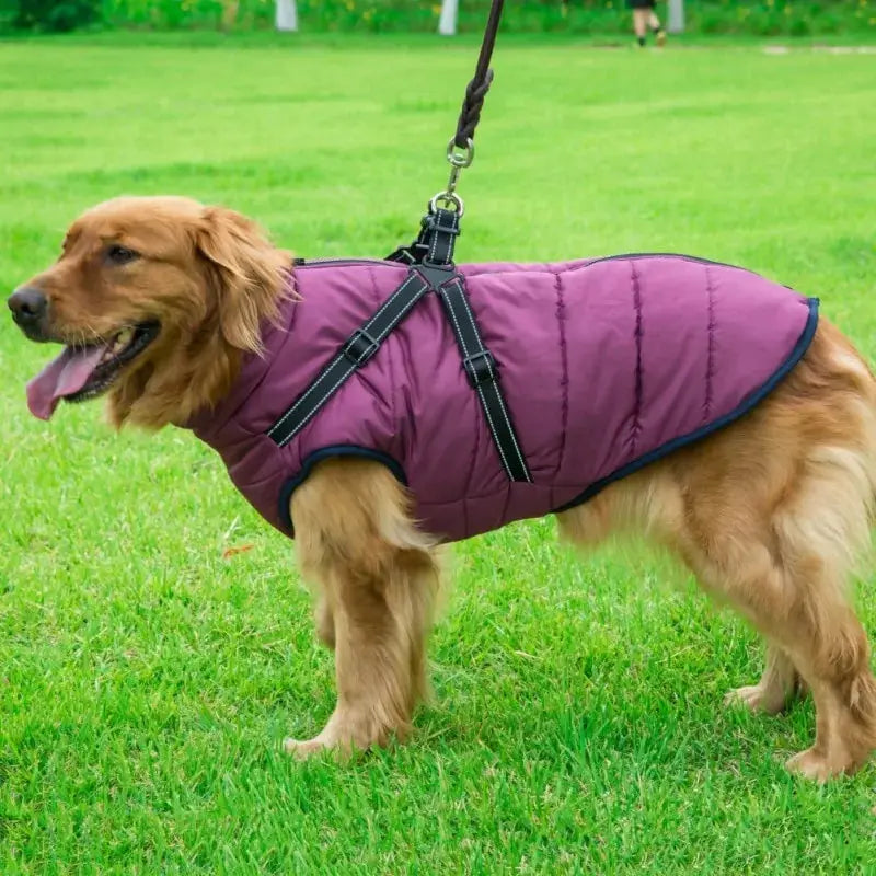 Pet Dog jacket With Harness GLR SHOPPING