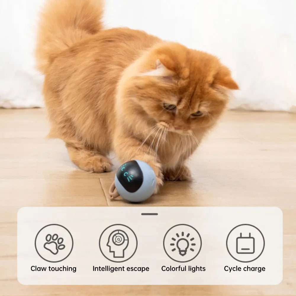 Kitten Electronic Ball - GLR SHOPPING