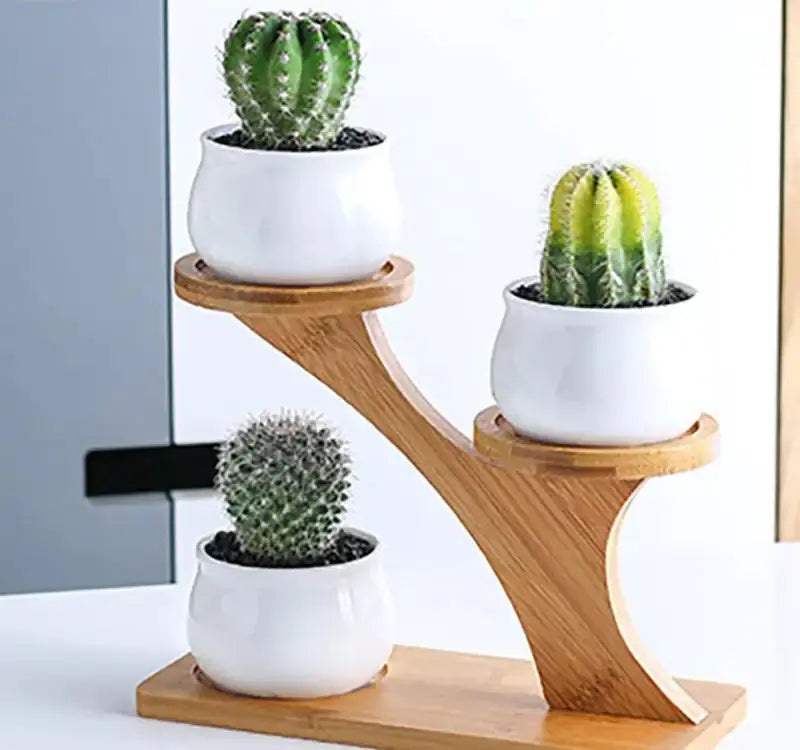 Succulent Pots & Bamboo Shelf GLR SHOPPING