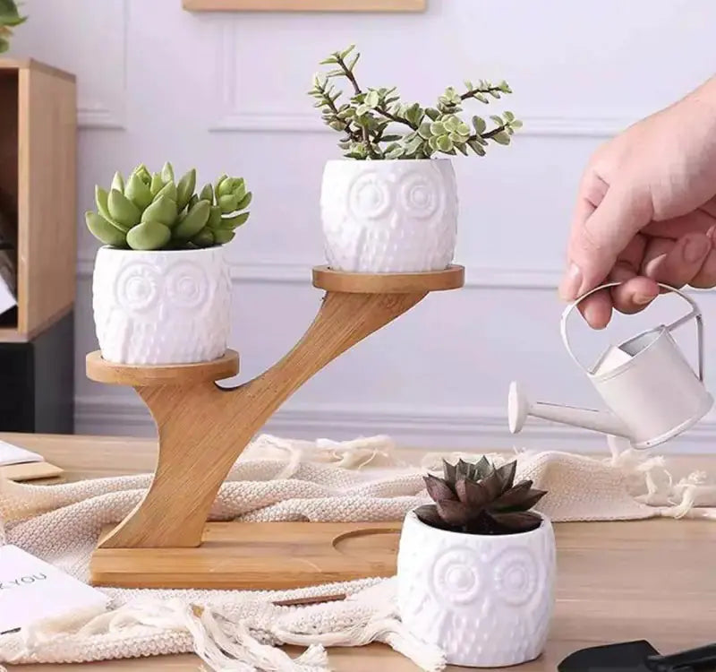 Succulent Pots & Bamboo Shelf GLR SHOPPING
