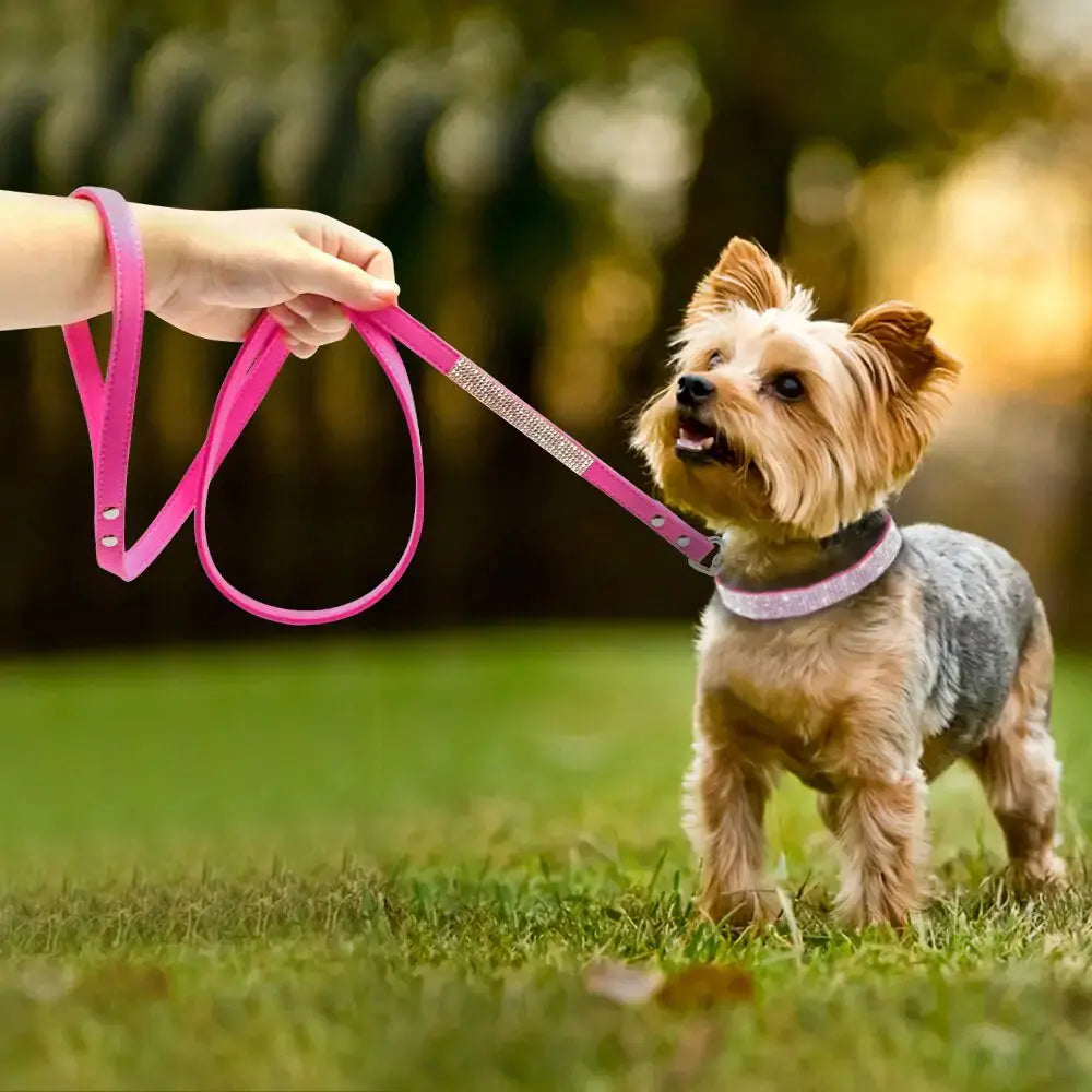 Pet Collar Leash Set GLR SHOPPING