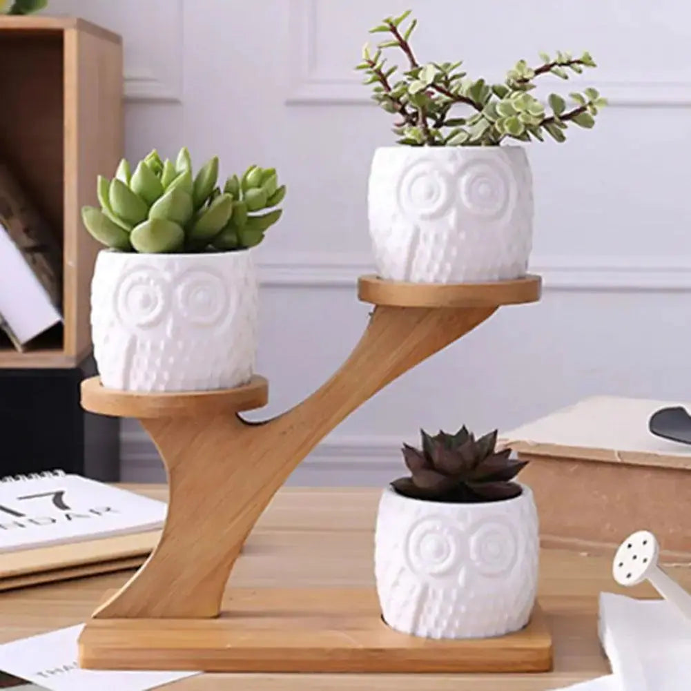 Succulent Pots & Bamboo Shelf GLR SHOPPING