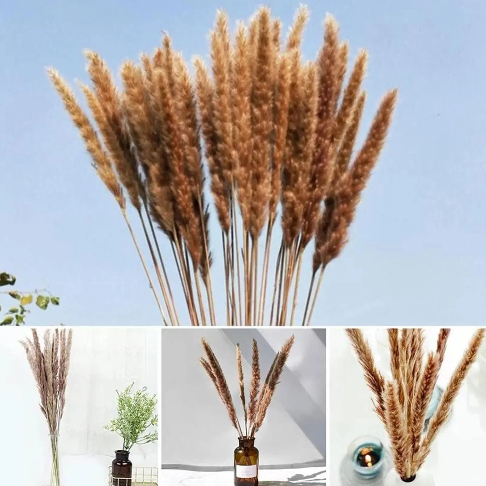 Natural Dried Pampas Grass Phragmites GLR SHOPPING