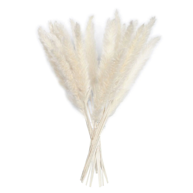 Natural Dried Pampas Grass Phragmites