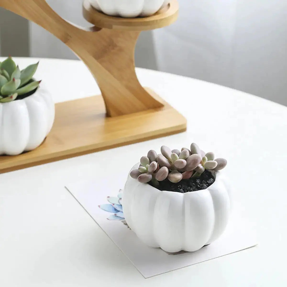 Succulent Pots & Bamboo Shelf GLR SHOPPING