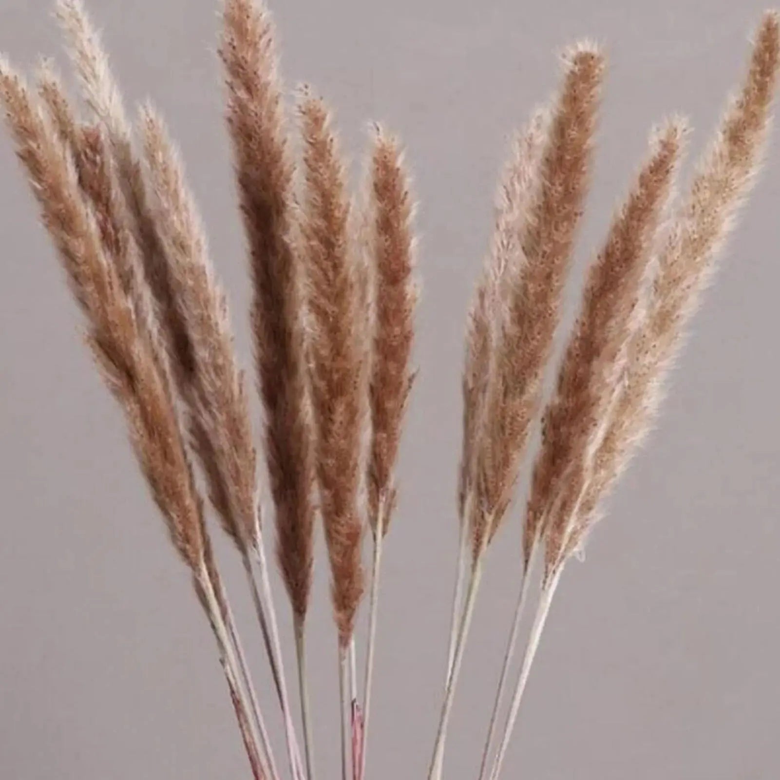 Natural Dried Pampas Grass Phragmites GLR SHOPPING