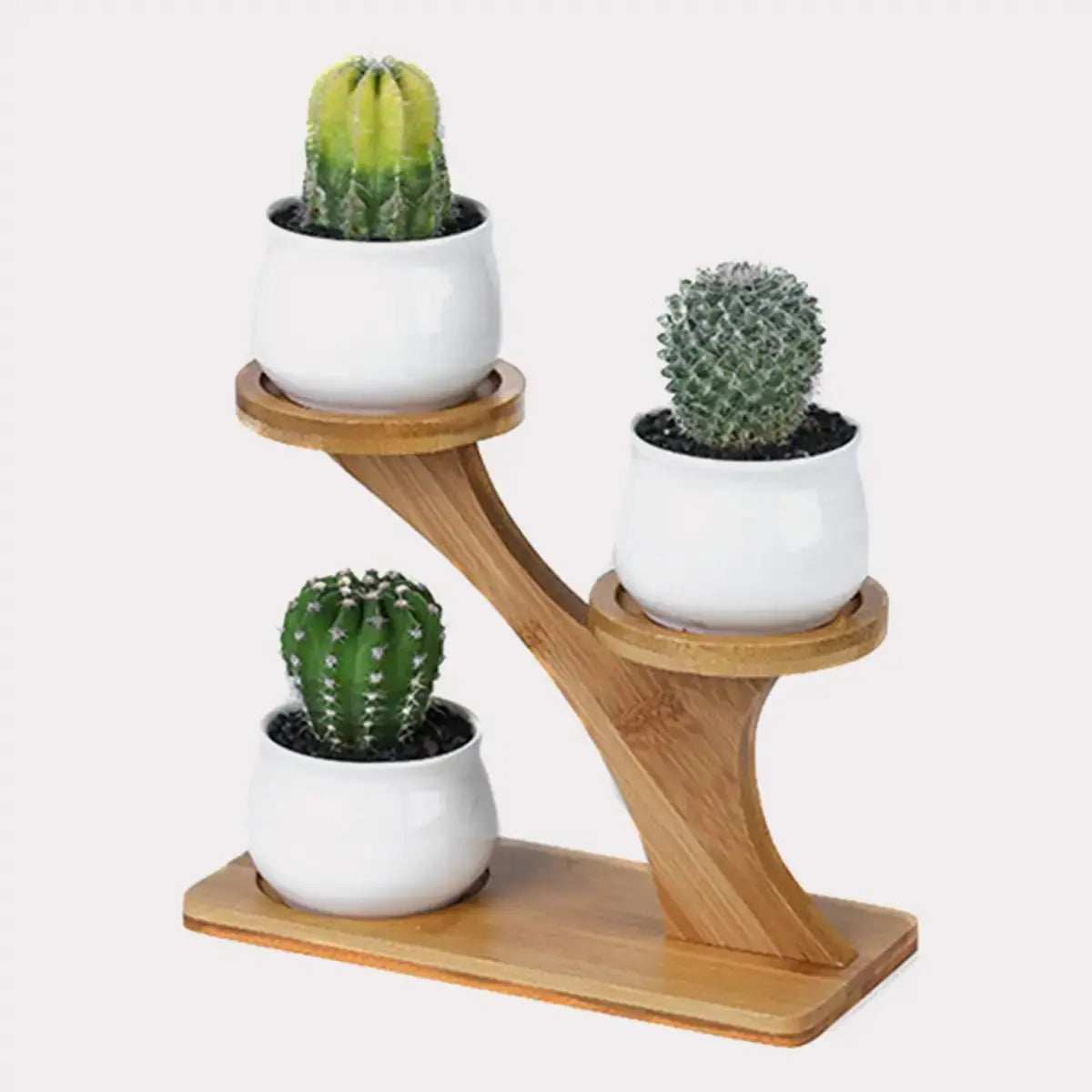 Succulent Pots & Bamboo Shelf GLR SHOPPING