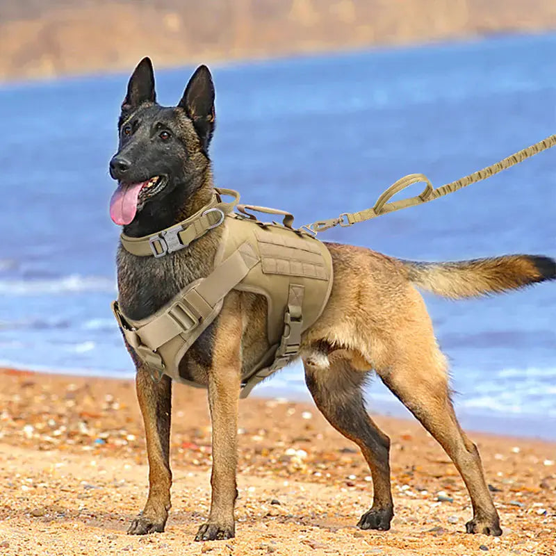 Tactical dog harness GLR SHOPPING