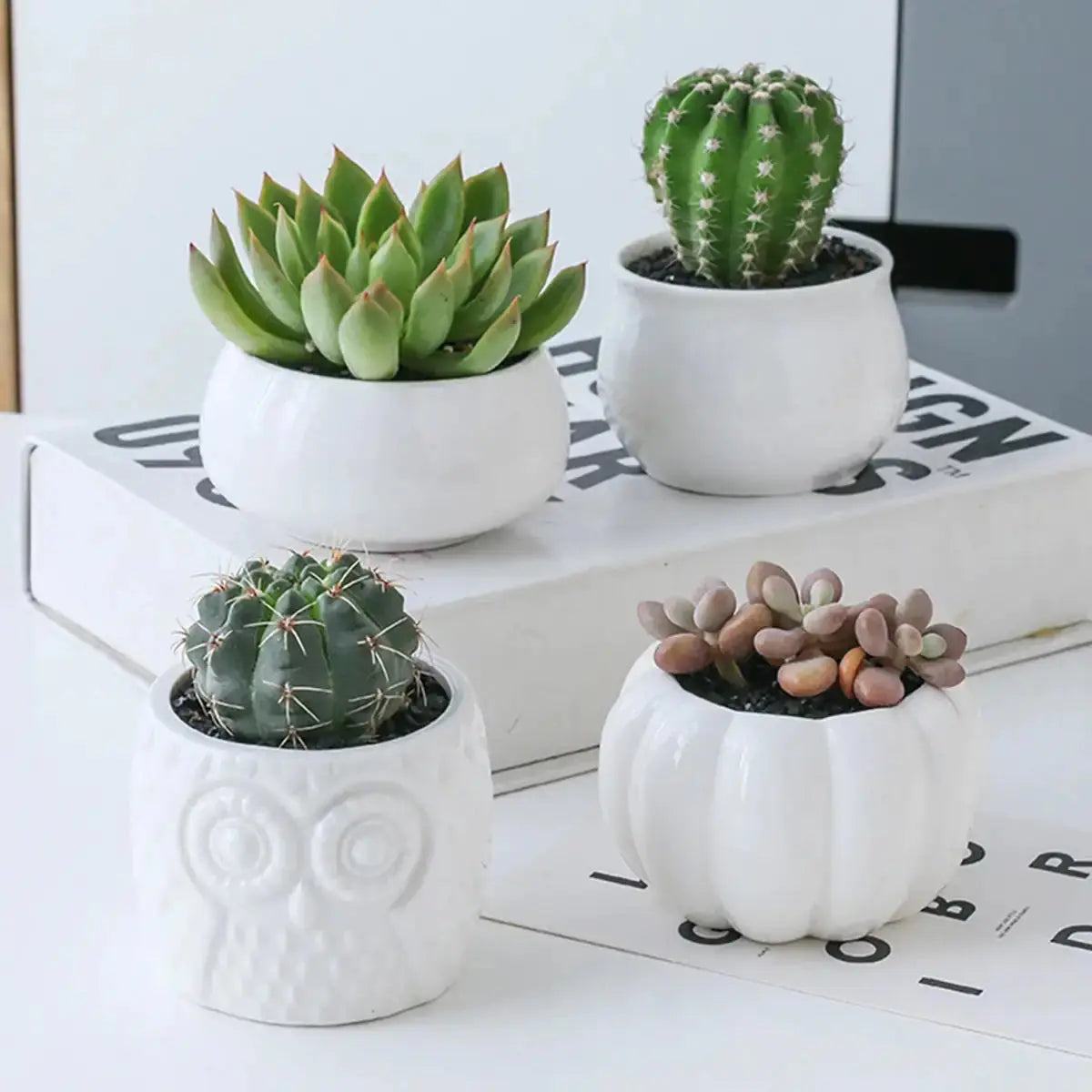 Succulent Pots & Bamboo Shelf GLR SHOPPING