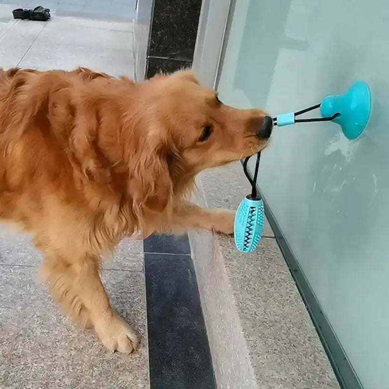 Silicone Suction Cup Dog Toy GLR SHOPPING