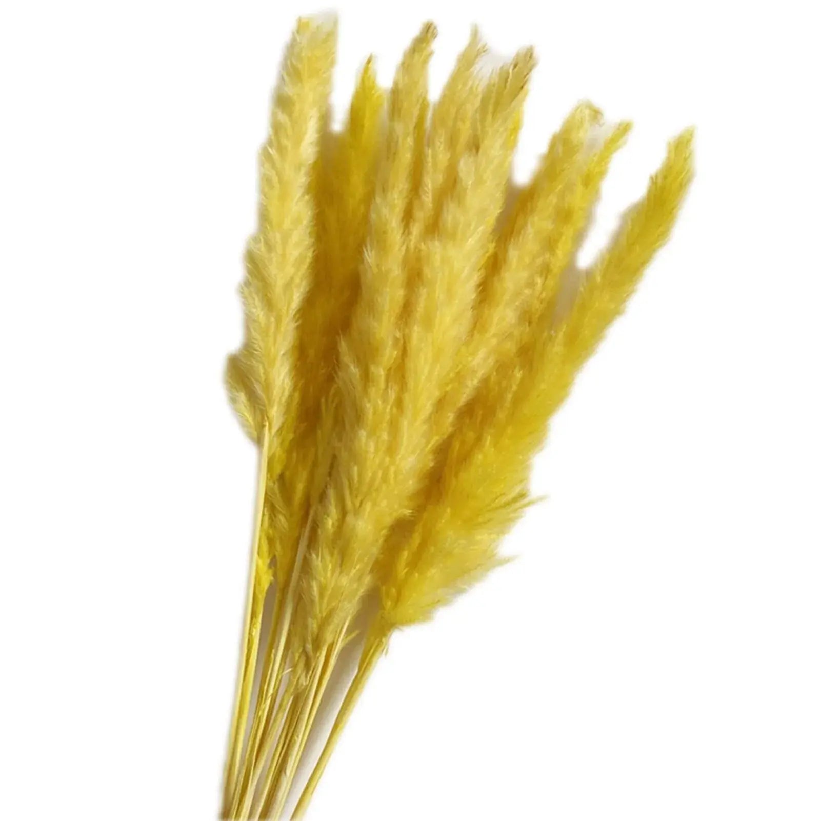 Natural Dried Pampas Grass Phragmites GLR SHOPPING
