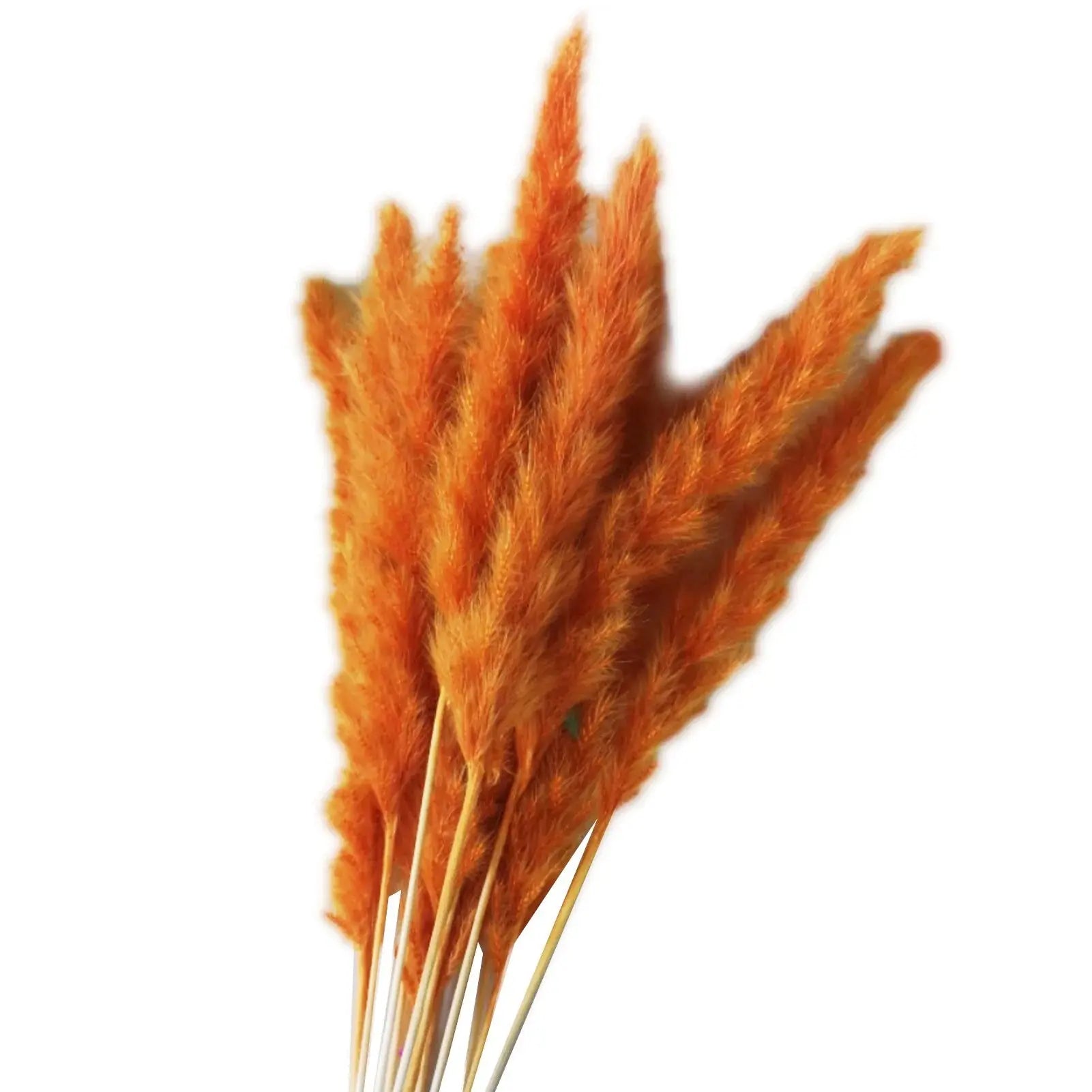 Natural Dried Pampas Grass Phragmites GLR SHOPPING