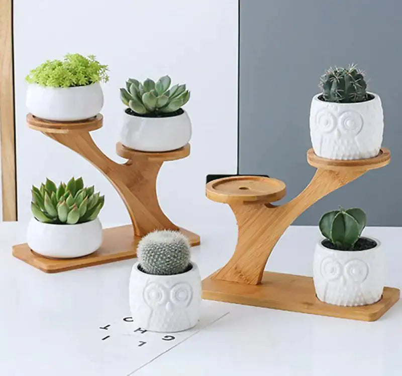 Succulent Pots & Bamboo Shelf GLR SHOPPING