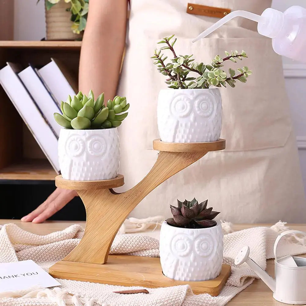 Succulent Pots & Bamboo Shelf GLR SHOPPING