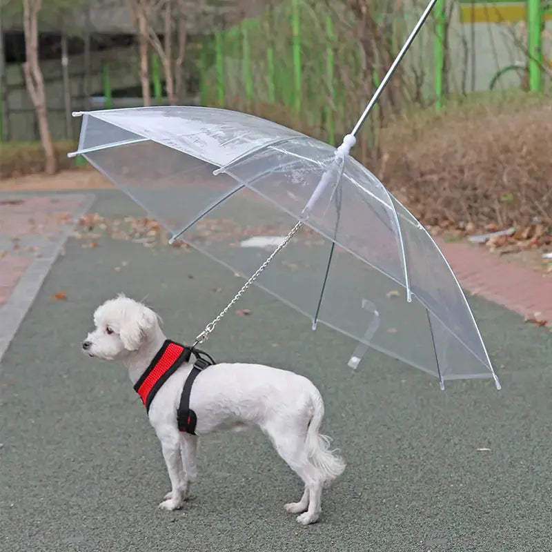 Pet Umbrella Leash GLR SHOPPING