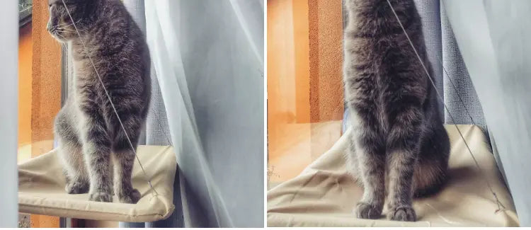 Cat Window Bed - GLR SHOPPING