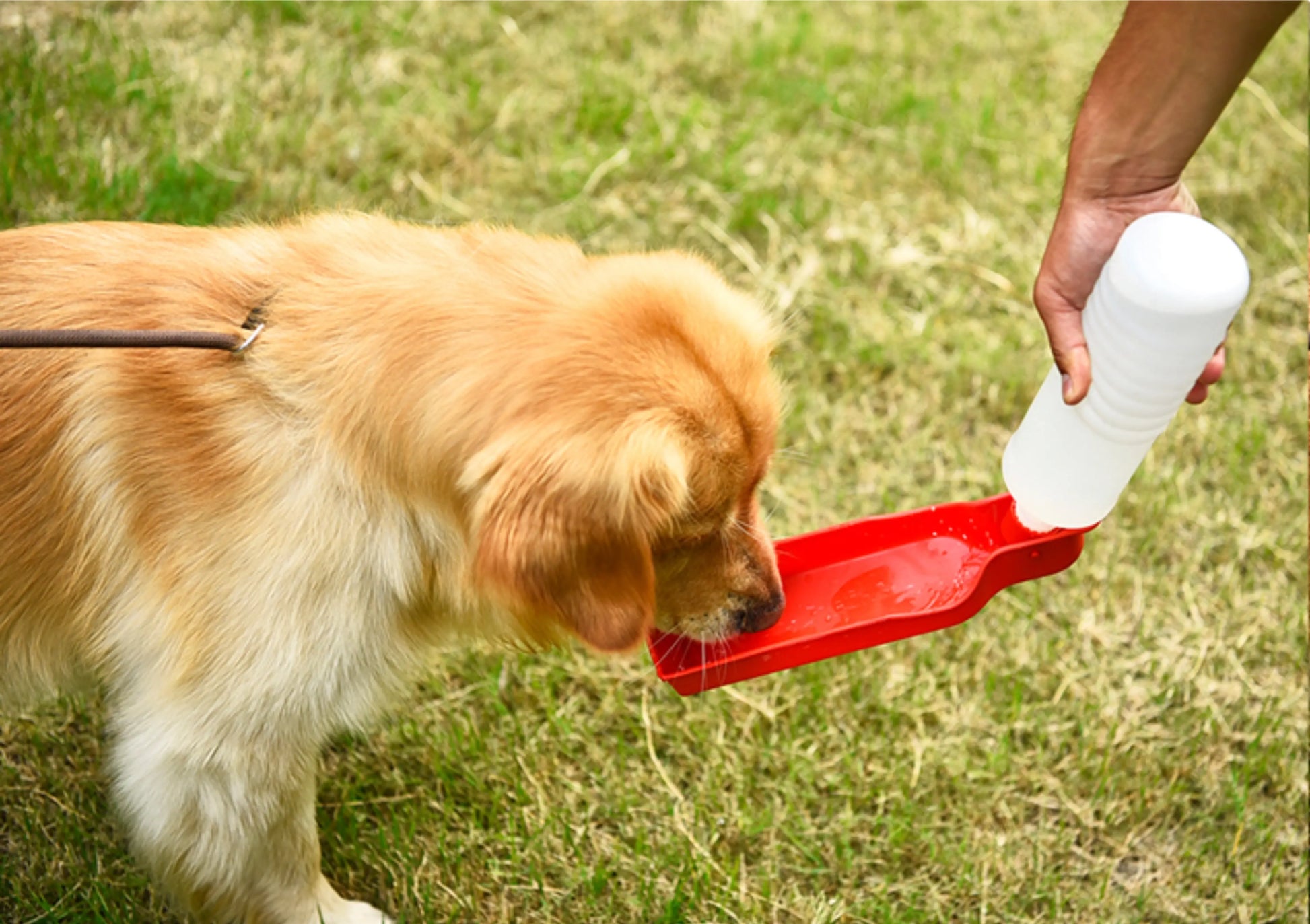 Portable Pet Travel Water Bowl Bottle Feeder Drinking Fountain - GLR SHOPPING