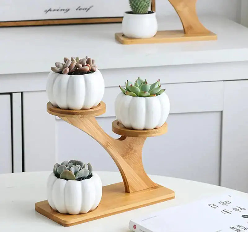 Succulent Pots & Bamboo Shelf GLR SHOPPING