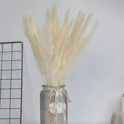 Natural Dried Pampas Grass Phragmites GLR SHOPPING