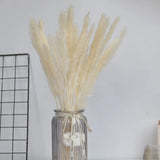 Natural Dried Pampas Grass Phragmites