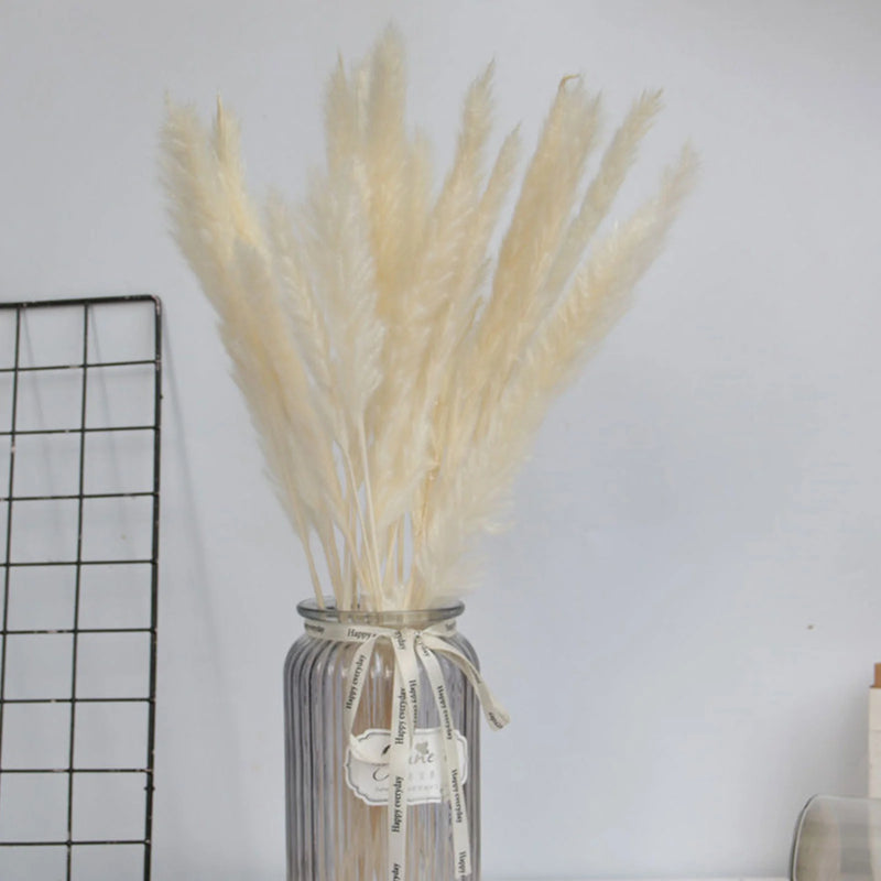 Natural Dried Pampas Grass Phragmites