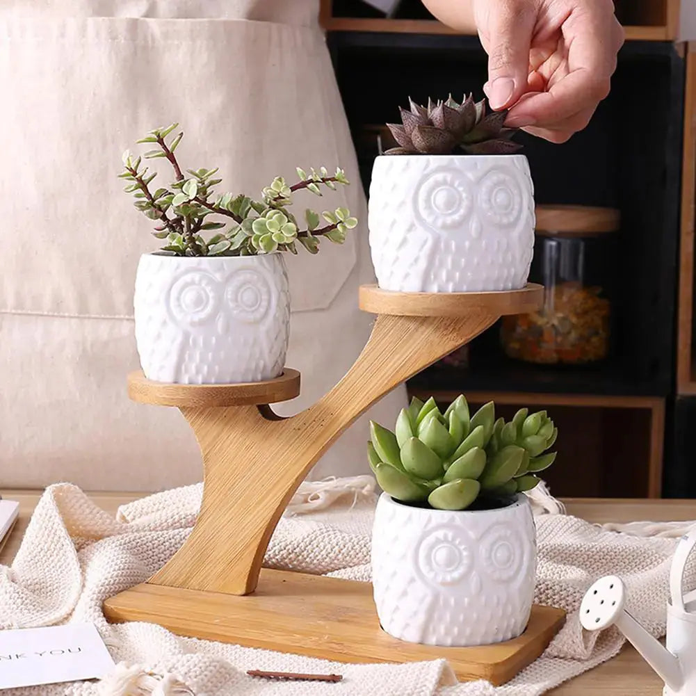 Succulent Pots & Bamboo Shelf GLR SHOPPING