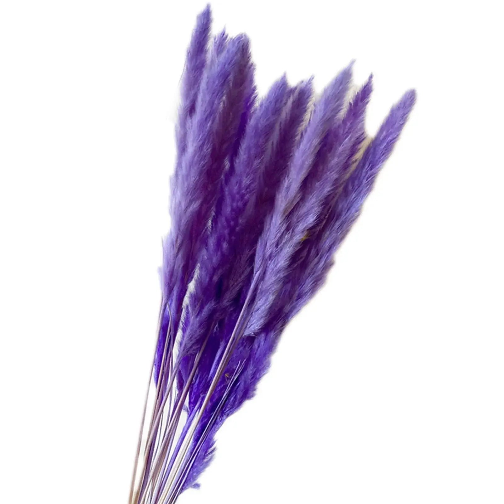 Natural Dried Pampas Grass Phragmites GLR SHOPPING