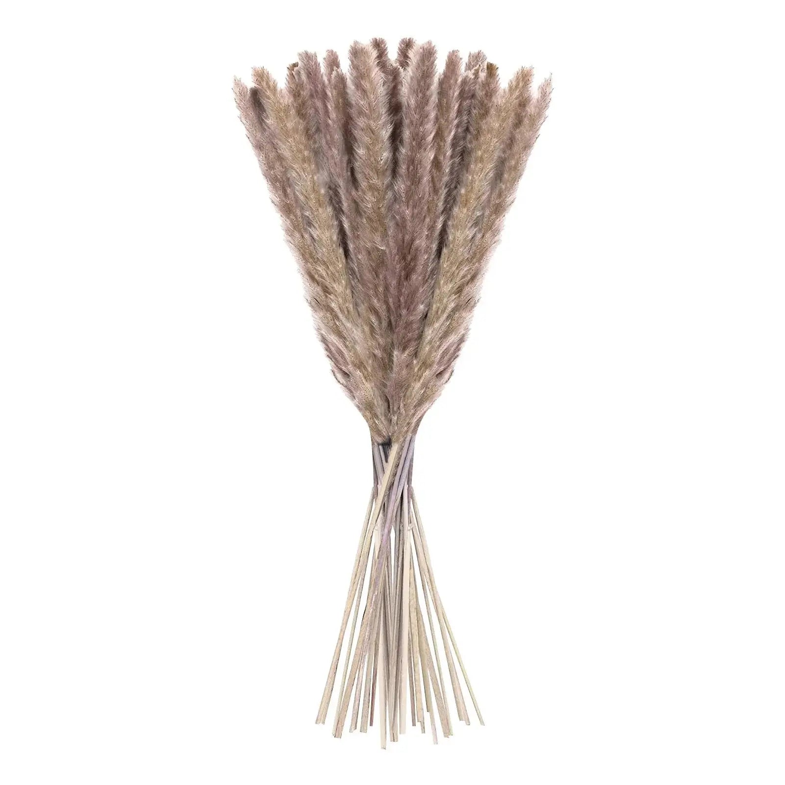 Natural Dried Pampas Grass Phragmites GLR SHOPPING