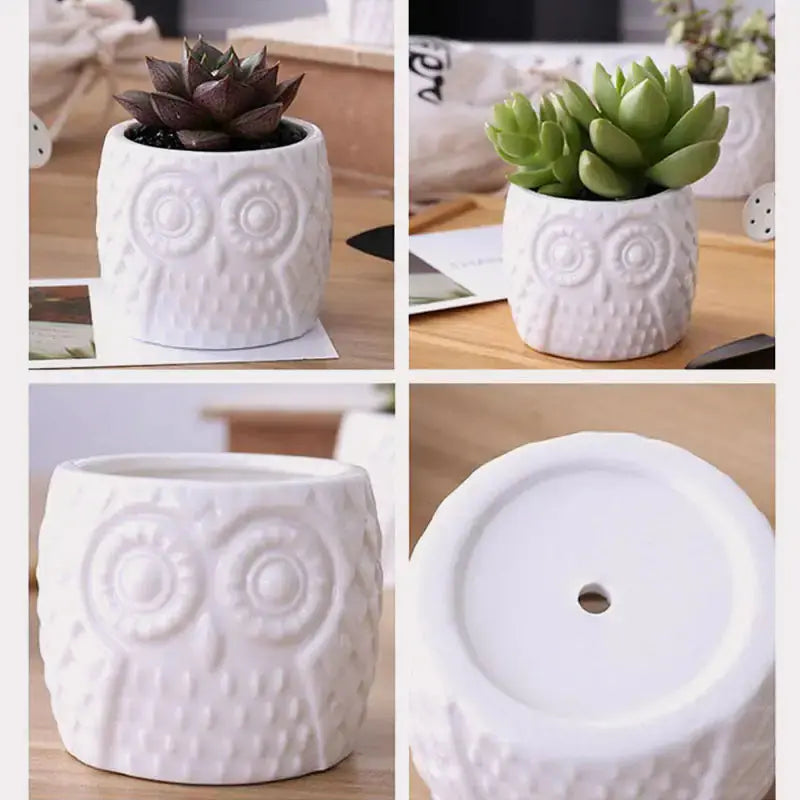 Succulent Pots & Bamboo Shelf GLR SHOPPING