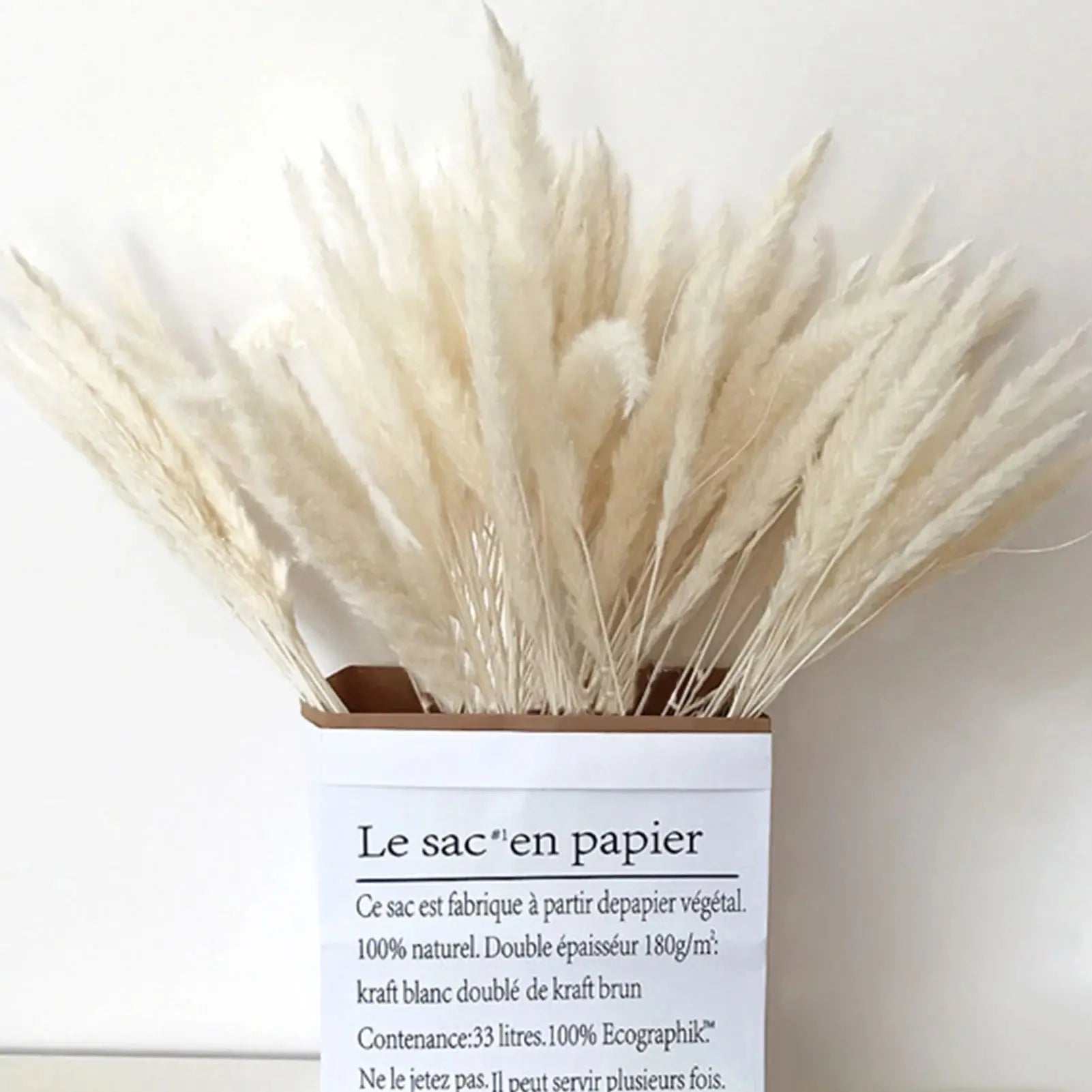 Natural Dried Pampas Grass Phragmites GLR SHOPPING