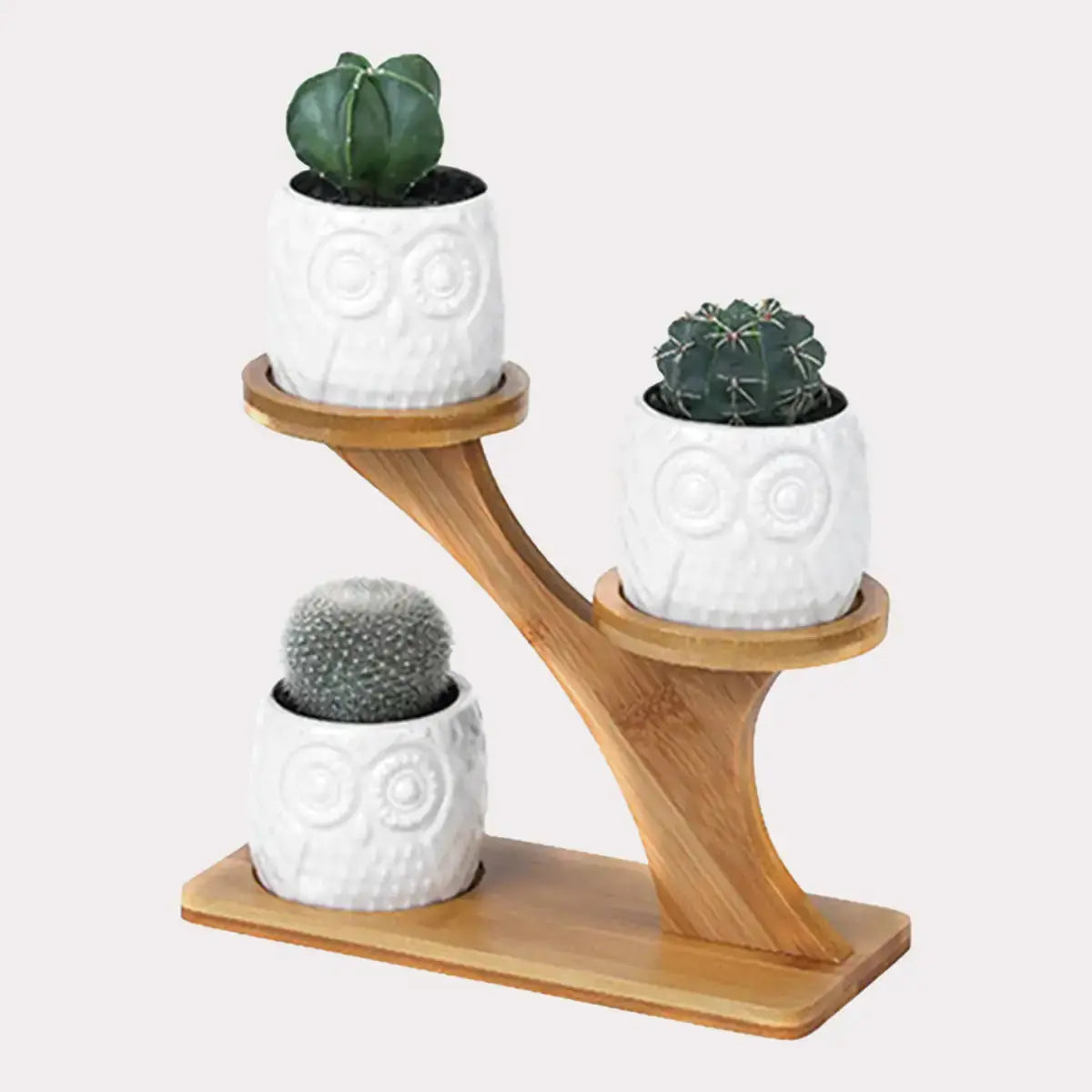 Succulent Pots & Bamboo Shelf GLR SHOPPING