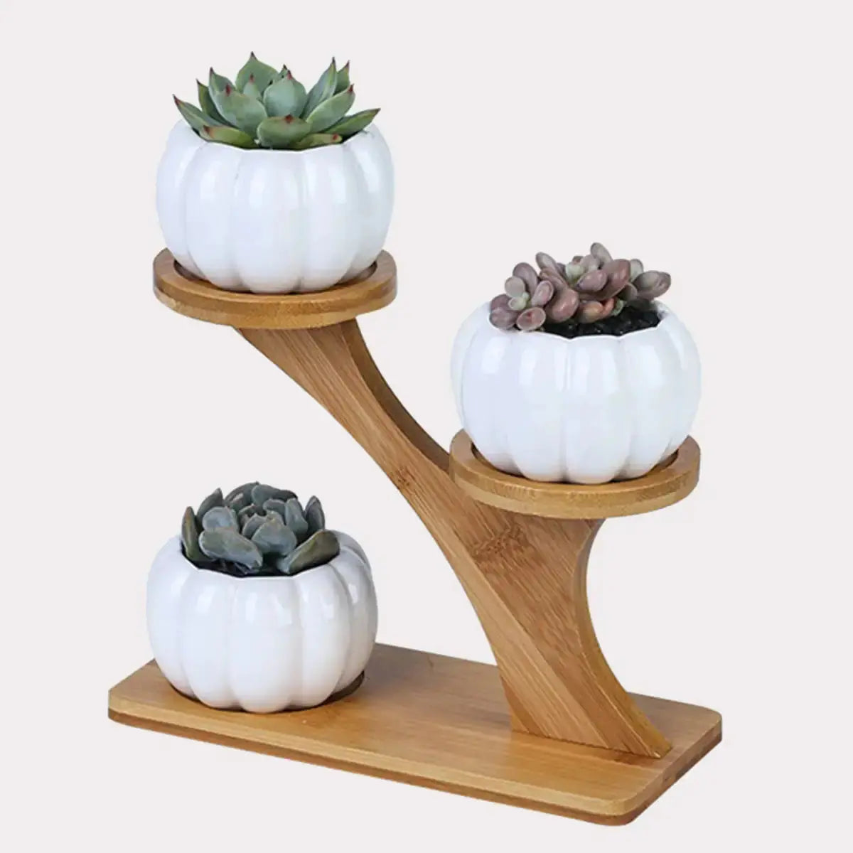 Succulent Pots & Bamboo Shelf GLR SHOPPING