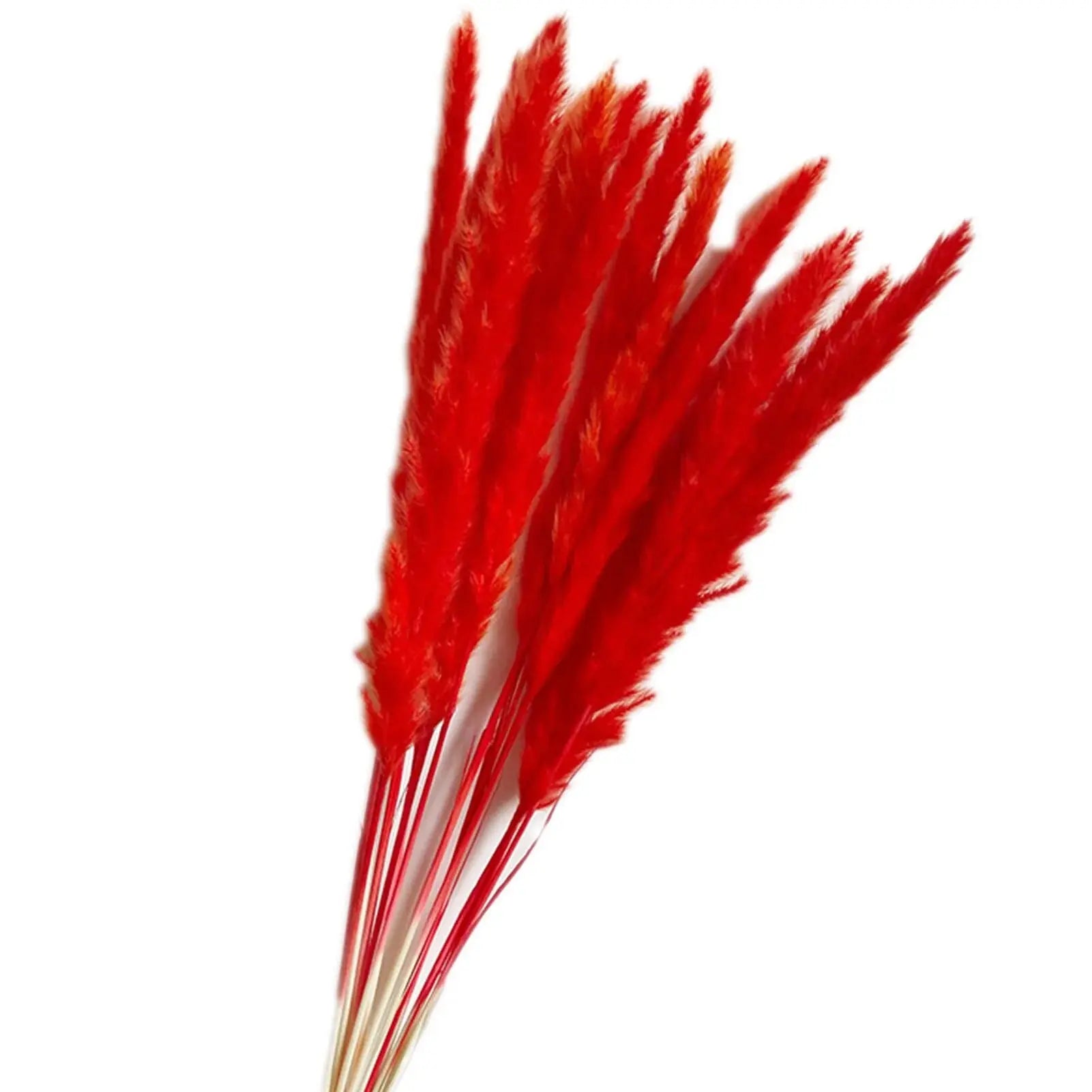 Natural Dried Pampas Grass Phragmites GLR SHOPPING