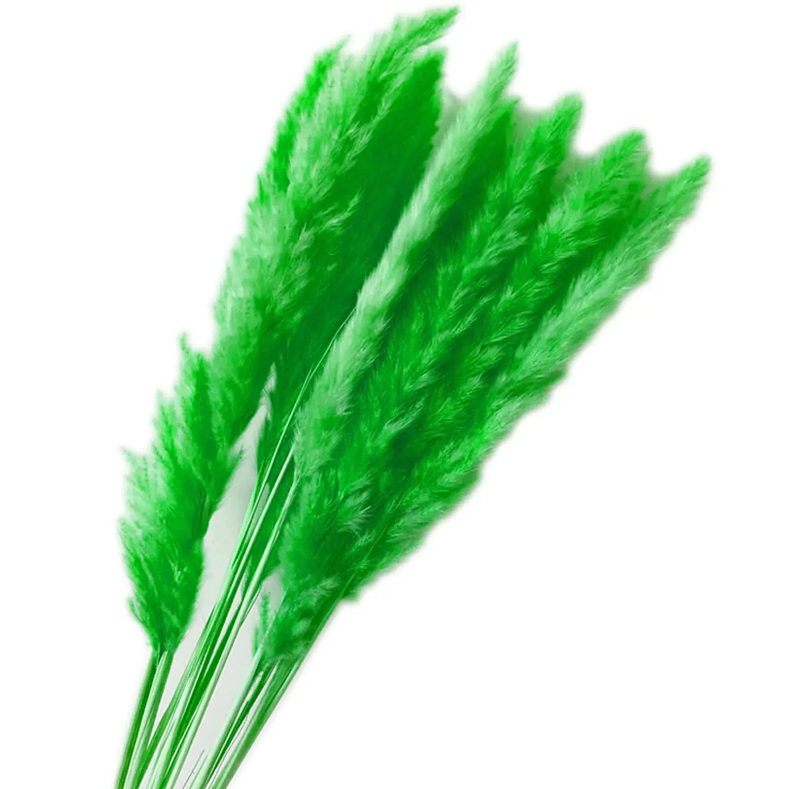 Natural Dried Pampas Grass Phragmites GLR SHOPPING