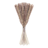 Natural Dried Pampas Grass Phragmites