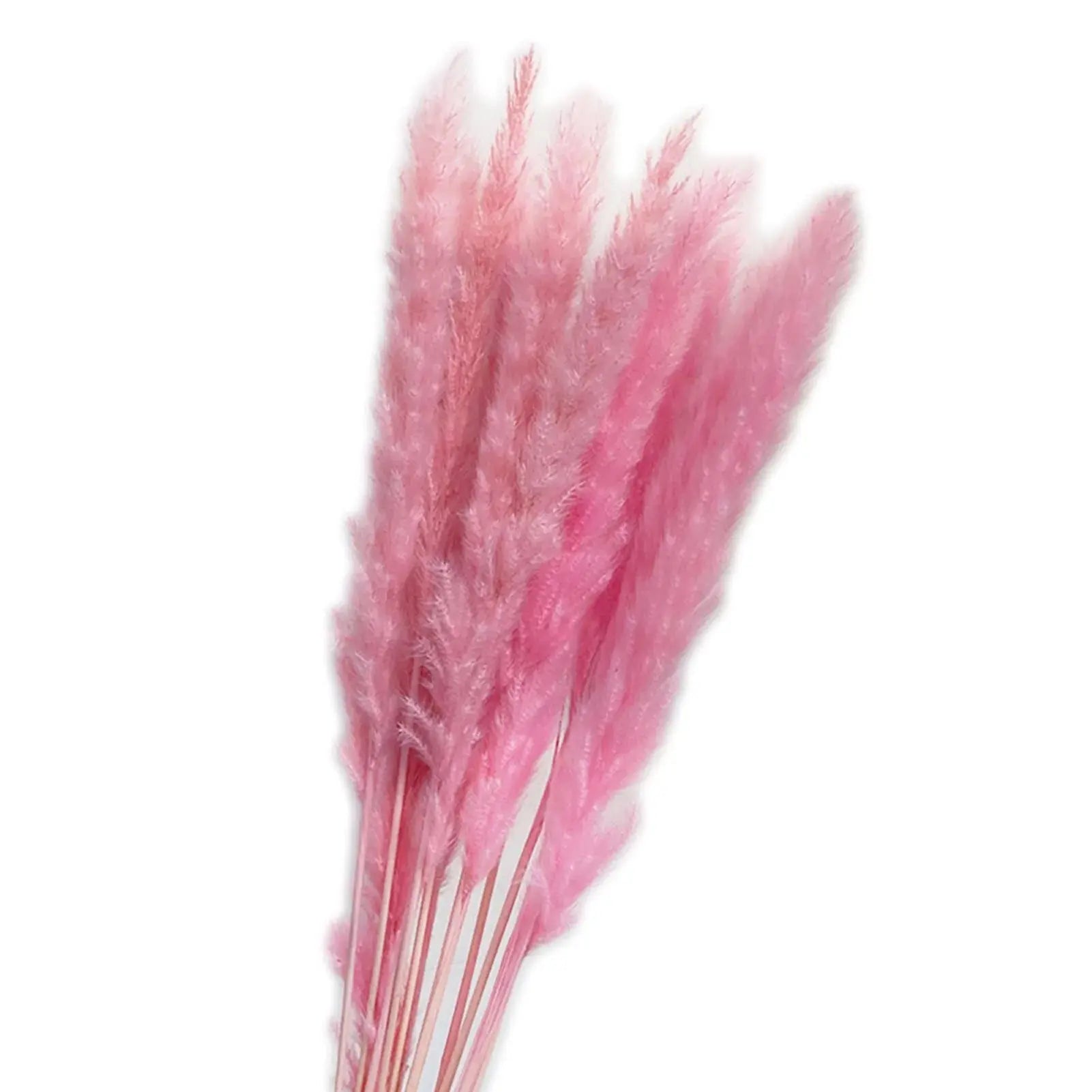 Natural Dried Pampas Grass Phragmites GLR SHOPPING
