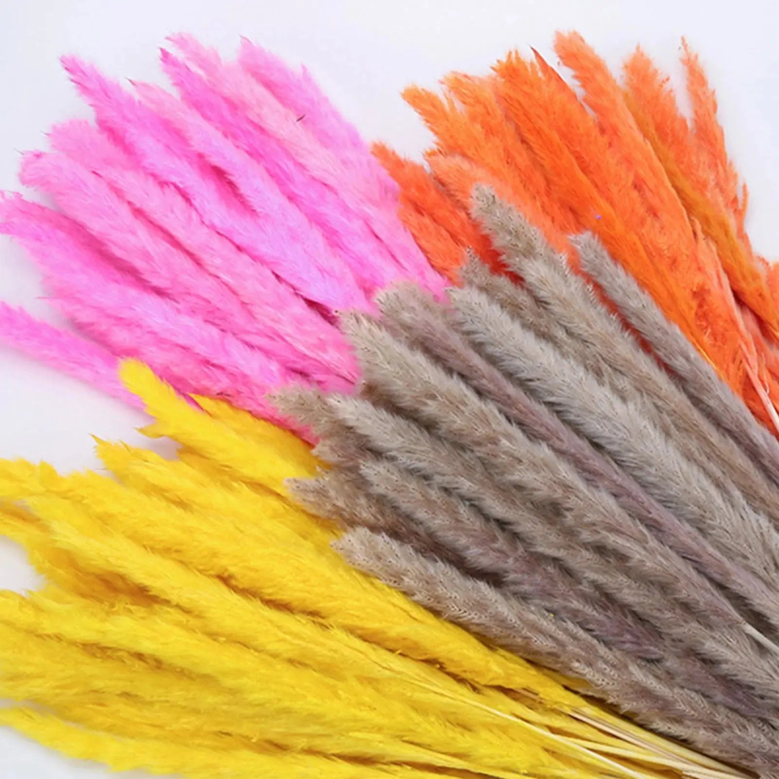 Natural Dried Pampas Grass Phragmites GLR SHOPPING