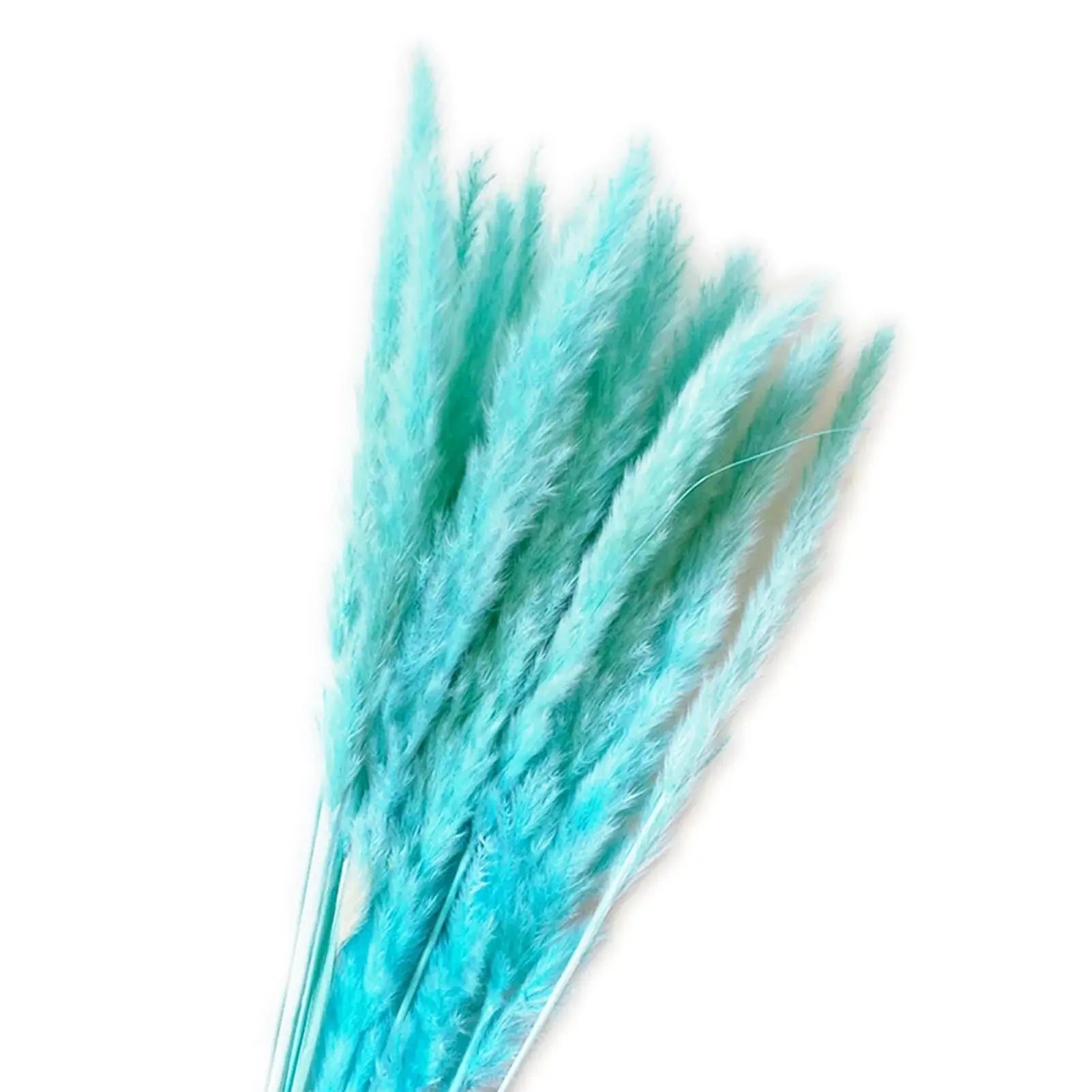 Natural Dried Pampas Grass Phragmites GLR SHOPPING