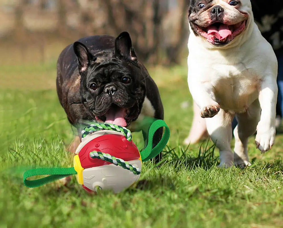 Interactive Dog Toy - GLR SHOPPING