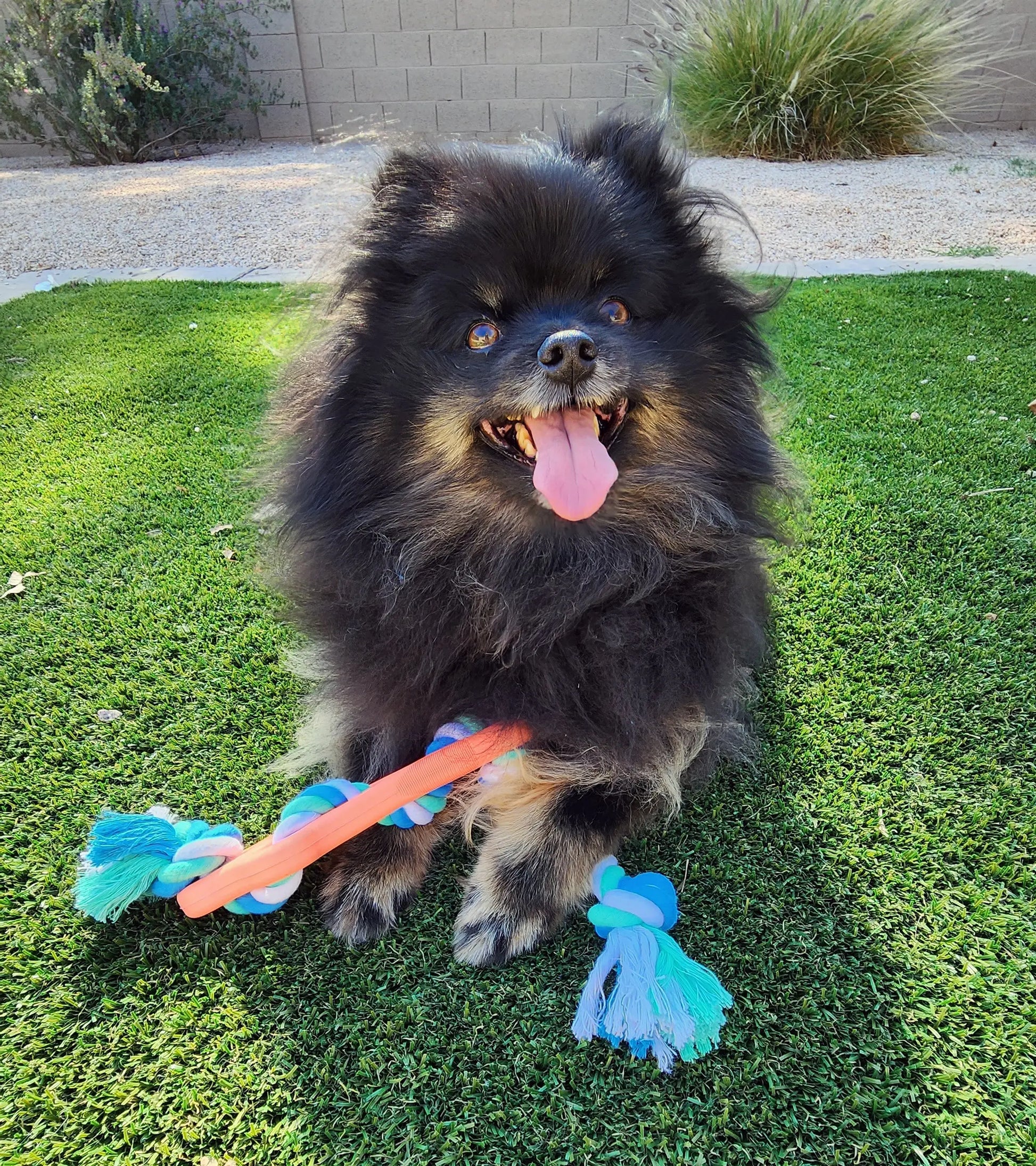 Rubber Bone Dog Chew Toy with Tug Rope -- Great for Active Dogs - GLR SHOPPING